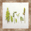 3D Ferns I Canvas Art