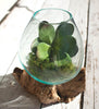 Teakwood Glass Planter - Large - OUT OF STOCK UNTIL 08/19/2026