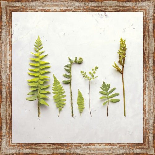 3D Ferns I Canvas Art