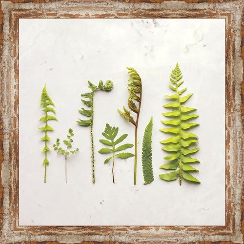 3D Ferns II Canvas Art