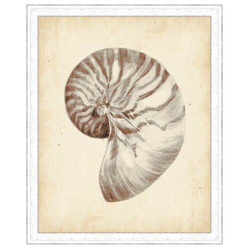 Antique Shell Study I Framed Print