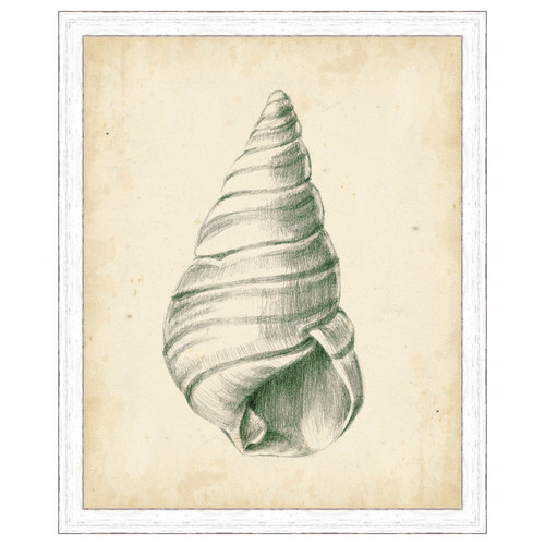 Antique Shell Study V Framed Print