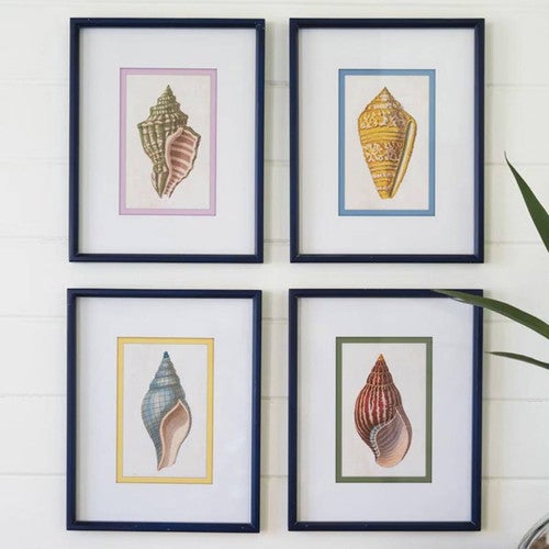Seashell Study Wall Art - Set of 4