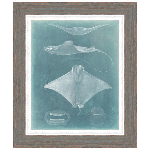 Morning Swim III Framed Print