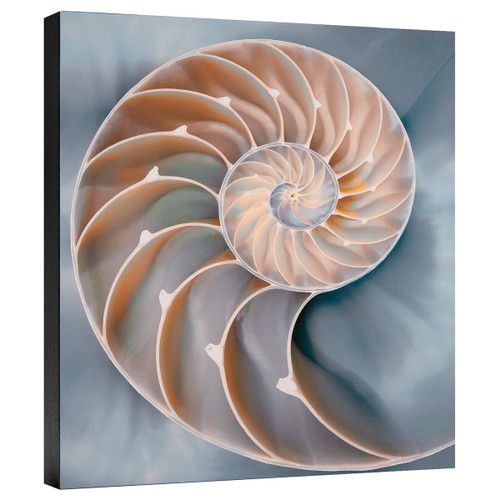 Nautilus in Blue II Gallery Wrapped Canvas