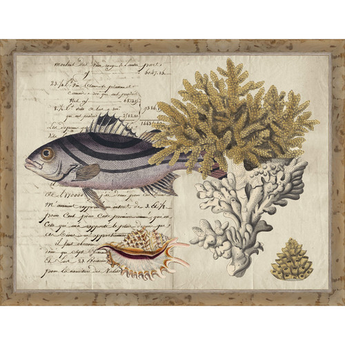 Sea Collector III Framed Print