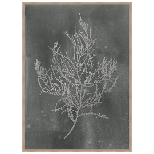 Silver Foil Algae III on Black Framed Print