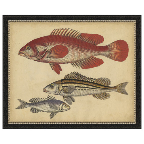 Species of Fish II Framed Print