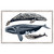 Whale Display IV Framed Print