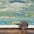 Earth & Sea Rug - 3 x 5