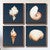 Exquisite Shells Framed Canvas Art - Set of 4