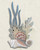 Reef & Shell Cluster Wood Wall Art - Facing Left
