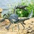 Crab Walk Garden Sculpture
