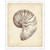 Antique Shell Study I Framed Print