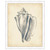 Antique Shell Study IV Framed Print