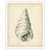 Antique Shell Study V Framed Print
