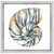 Aquarelle Shells II Framed Print