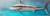 Marlin Back Lit Wall Decor