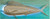 Mahi Mahi Back Lit Wall Decor