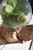 Teakwood Glass Planter - Large