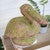 Mossy Pelican Statuary