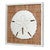Island Shells Sand Dollar Wall Art