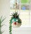 Vivid Blowfish Hanging Planter