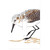 Common Sandpiper Switch Plates