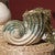 Coiled Seashell Ceramic Vase