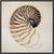 Nautilus Canvas Print