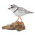 Coastal Bird Driftwood Sculpture