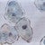 Oyster Cove Table Runner - 72 Inch