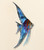 Blue Angelfish Wall Decor - Right