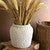 Sea Barnacles Pot Sea Barnacles Pot