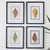 Seashell Study Wall Art - Set of 4 Seashell Study Wall Art - Set of 4