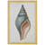Seashell Study Wall Art - Set of 4