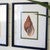 Seashell Study Wall Art - Set of 4