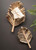 Driftwood Palm Leaves - Set of 2 - OUT OF STOCK UNTIL 04/21/2026