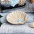 Camden Shells Soap Dish - SALE
