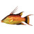 Canberra Hogfish Metal Wall Art