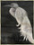 Evening Egret Framed Canvas