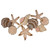 Array of Shells Wall Art