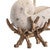 Shell Cradle Table Lamp
