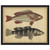 Species of Fish III Framed Print