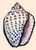 Spotted Tun Shell Canvas Wall Art