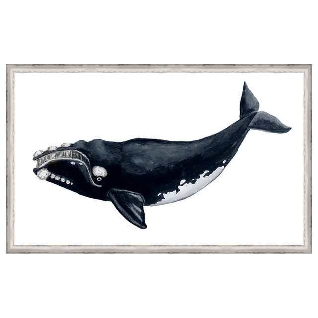 Whale Display II Framed Print