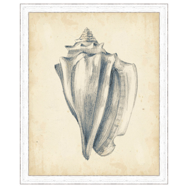 Antique Shell Study IV Framed Print