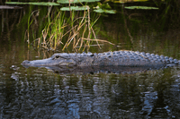 Living with Nature: Best Practices for Safely Viewing Alligators