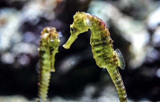 Seahorse Facts for the Whole Family - Bella Coastal Decor